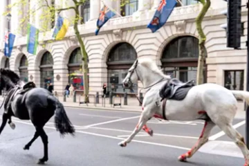 லண்டன் வீதிகளில் ரத்தம் சொட்ட, சொட்ட ஓடிய குதிரைகளால் பரபரப்பு!