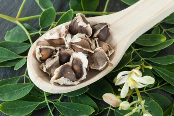 முருங்கை விதைகள் எந்தெந்த நோய்களுக்கு எல்லாம் தீர்வு தரும் தெரியுமா?