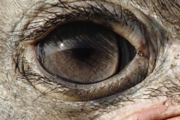 மூளையை விட கண்கள் பெரிதாக இருக்கும் பறவை எது தெரியுமா?