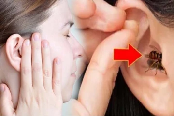 காதுக்குள் நுழைந்த பூச்சியை எடுப்பது எப்படி? இந்த தவறை செய்திடாதீங்க