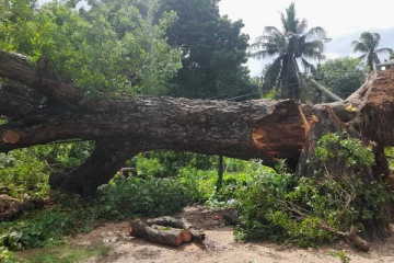 யாழ் நகரில் பழமையான மரமொன்று முறிந்து விழுந்தது