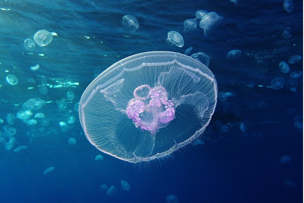 மனிதரை முதுமை அடையவிடாது இளமையாக்கும்  ஜெல்லிமீன்கள்! | Jellyfish That Keep People Young
