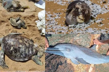 இலங்கை கடற்பரப்பில் உயிரிழந்த நிலையில் கரையொதுங்கும் கடல் உயிரினங்கள்