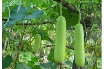 பழனியில் சுரைக்காய் விலை கடும் வீழ்ச்சி... விவசாயிகள் கவலை