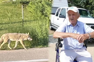 ஒரே வாரத்தில் இரண்டு முறை குழந்தைகளைத் தாக்கிய குள்ளநரி