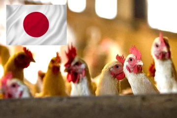 ஜப்பானை அச்சுறுத்தும் பறவைக் காய்ச்சல்., 40,000 கோழிகளைக் கொன்ற அதிகாரிகள்., 2.55 லட்சம் கோழிகளுக்கு சோதனை