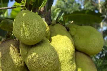 இலங்கையில் பிள்ளைகளின் பசியை போக்க முயன்ற தாய் பலி