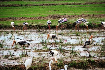 இலங்கை வந்துள்ள வெளிநாட்டு பறவைகள்! படையெடுக்கும் மக்கள் (video)