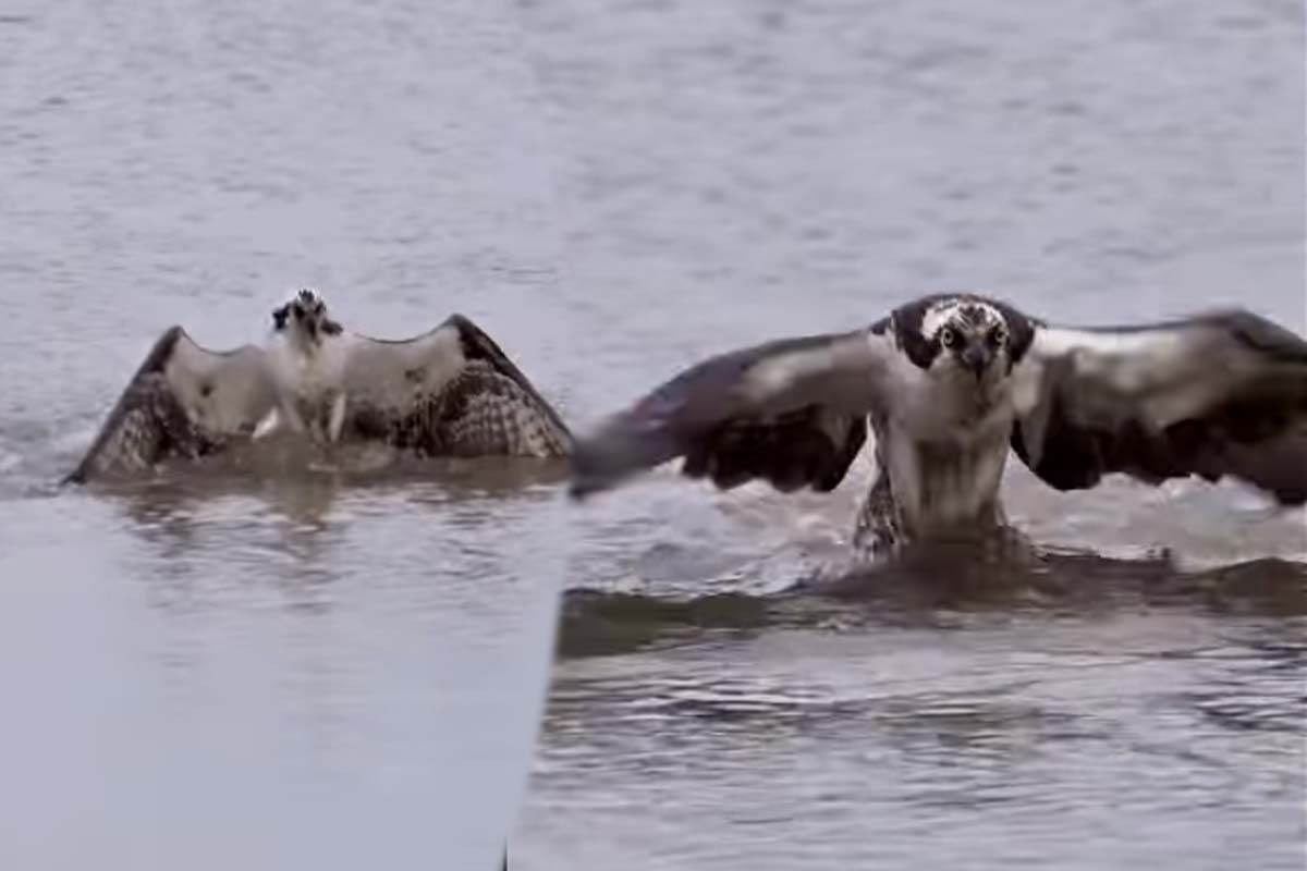 Viral Video: உயிருடன் துடிக்கும் மீனுடன் வானில் பறந்த கழுகு... அட்டகாசமான காட்சி | Eagle Hunt One Fish Fly On Sky