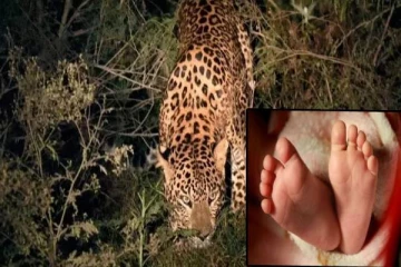 வீட்டில் உறங்கிக்கொண்டிருந்த பச்சிளம் குழந்தையை கடித்து கொன்ற சிறுத்தை