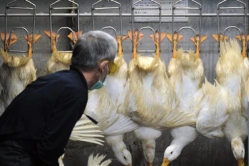 ஜேர்மனியில் அதிகம் பரவிவரும் H5N1 பறவைக் காய்ச்சல்: ஐரோப்பிய நாடுகளுக்கு புதிய அச்சுறுத்தல்