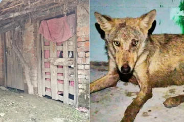 கண்டதும் சுட முதல்வர் உத்தரவு - குழந்தைகளுக்கு அரங்கேறும் கொடூரம்!