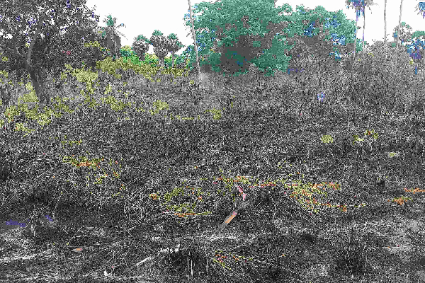 வெடிபொருட்கள் களஞ்சியசாலைக்கு முன்பாக திடீர் தீப்பரவல்! | A Sudden Fire Broke Explosives Warehouse