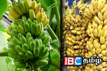 நாட்டில் வாழைப்பழ விற்பனை வீழ்ச்சி