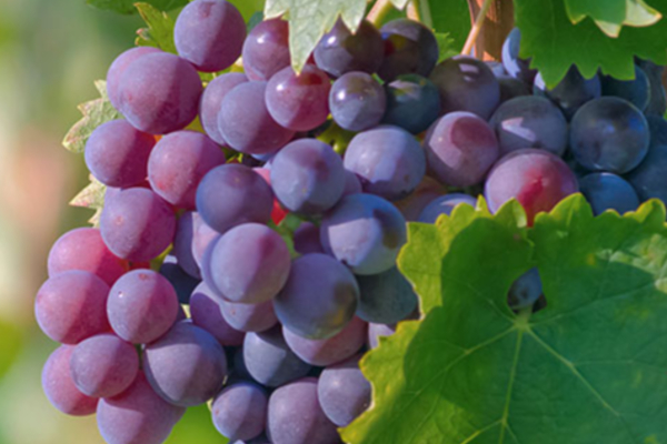 நாம் தூக்கி போடும் திராட்சை விதைகளில் இவ்வளவு நன்மைகளா! | So Many Benefits Grape Seeds