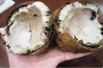 கோவில் பூஜைக்கு தேங்காய் அழுகி இருந்தால் அபசகுணமா?