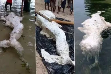 கரை ஒதுங்கிய விசித்திர கடற்கன்னி? நிபுணர்கள் சொல்வது என்ன? நீடிக்கும் மர்மம்!