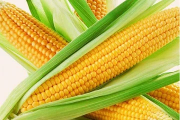 சோளத்தை அடிக்கடி சாப்பிட்டு வந்தால் நடக்கும் அற்புதங்கள்!