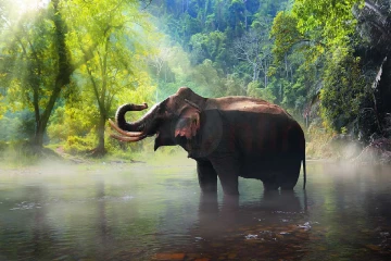 ஊர்வலத்திற்காக அழைத்துச் செல்லப்பட்ட யானை தாக்கி இருவர் பலி