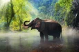 ஊர்வலத்திற்காக அழைத்துச் செல்லப்பட்ட யானை தாக்கி இருவர் பலி