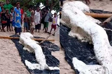 இறந்த நிலையில் கரையொதுங்கிய கடற்கன்னி? நீடிக்கும் மர்மம்