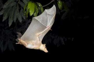 கனடாவிலிருந்து அமெரிக்காவிற்கு காட்டு விலங்கு இறைச்சி கடத்தல்