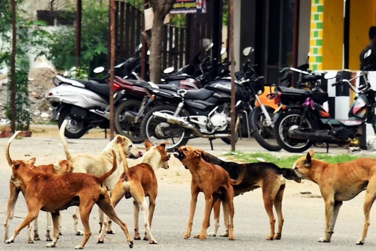 வாயில்லா ஜீவன்கள் மீது அரங்கேறிய கொடூரம்! அயலவர்கள் முறைப்பாடு - ஒருவர் கைது | Maharagama Police Refused Animal Cruelty Case