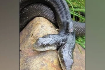 16வது பிறந்தநாளை கொண்டாடும் இரட்டைத்தலை பெண் பாம்பு! செய்துள்ள அரிதான சாதனை... புகைப்படத்துடன் ஆச்சரிய பின்னணி