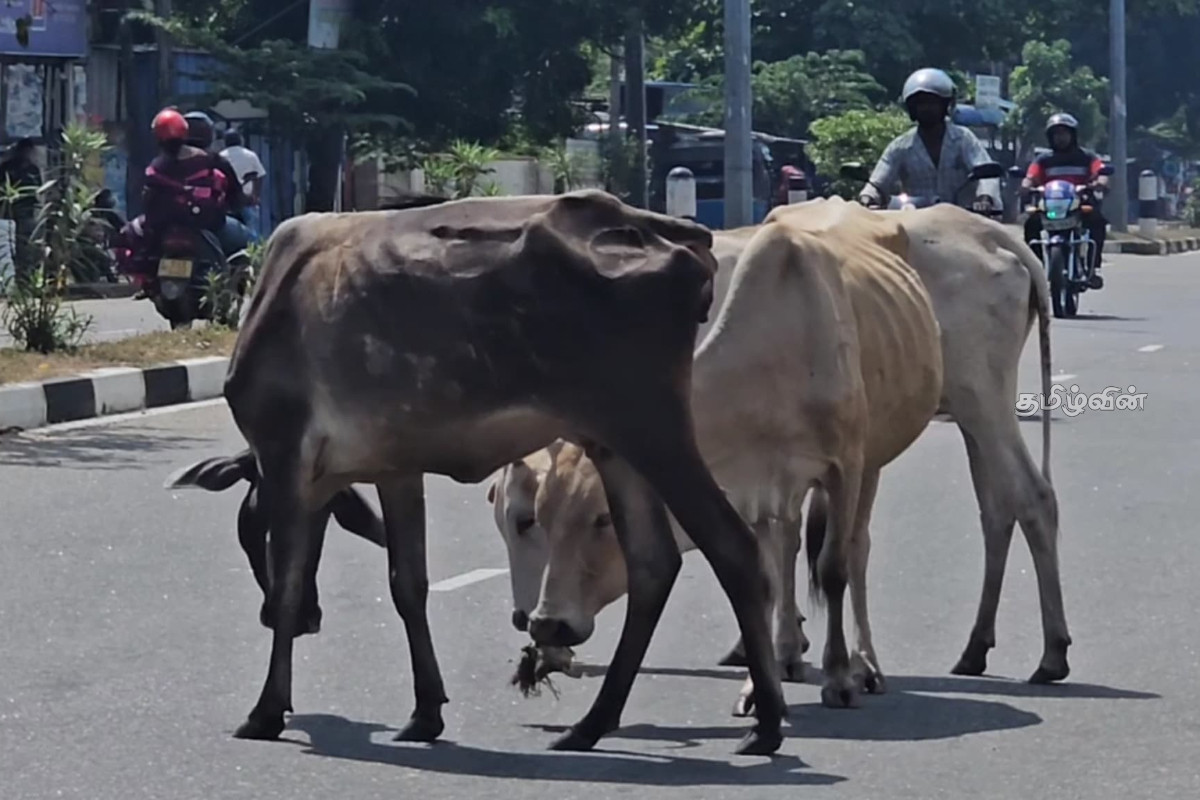 மட்டக்களப்பில் கட்டாக்காலி மாடுகளின் தொல்லை அதிகரிப்பு!விடுக்கப்பட்டுள்ள கோரிக்கை | Increased Nuisance Stray Cattle In Arayampathy