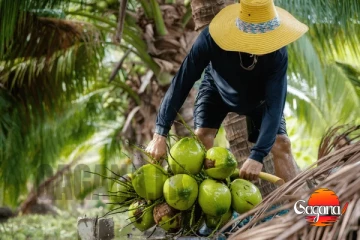පොල් අස්වැන්නේ වැඩිවීමක්