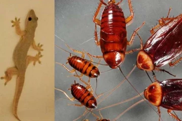 வீட்டில் கரப்பான் பூச்சி, பல்லிகளை ஓட ஓட விரட்ட வேண்டுமா? இந்த ஒரு பொருள் போதும்