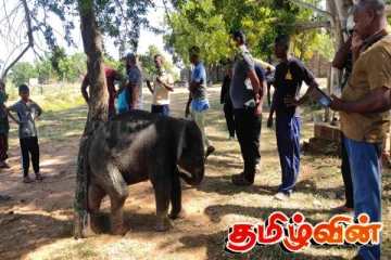 தாயால் கைவிடப்பட்ட 4 மாத யானைக்குட்டி கந்தளாயில் மீட்பு