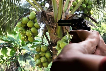 தேங்காய் பறித்தவர் மீது துப்பாக்கிச் சூடு: தென்னிலங்கையில் சம்பவம்