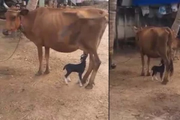 பசுவிடம் பால் குடிக்கும் ஆட்டுக்குட்டி.. பசுவின் ரியாக்ஷனைப் பாருங்க! வைரல் காணொளி