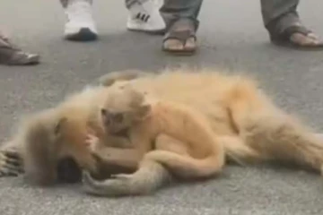 உயிரில்லாமல் சடலாக கிடந்த தாய் குரங்கு! கதறி கதறி அழும் குட்டியி்ன் சோகம்