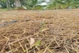ගොවිපොලකින් හමු වූ ඇග හිරිවැටෙන භයානක දේ..