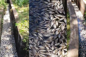 இறந்து மிதக்கும் மீன்கள் விற்பனை செய்வோரிற்கு எச்சரிக்கை!