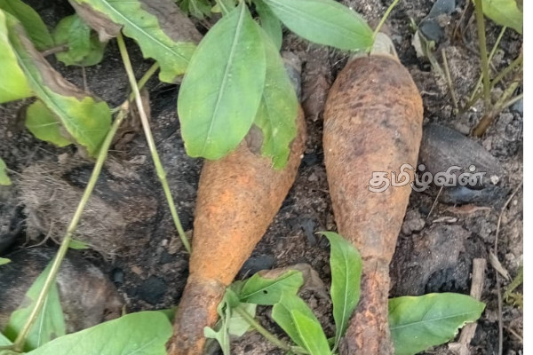 கிளிநொச்சியில் வெடிக்காத நிலையில் இரு குண்டுகள் மீட்பு | Two Unexploded Bombs Recovered In Kilinochchi