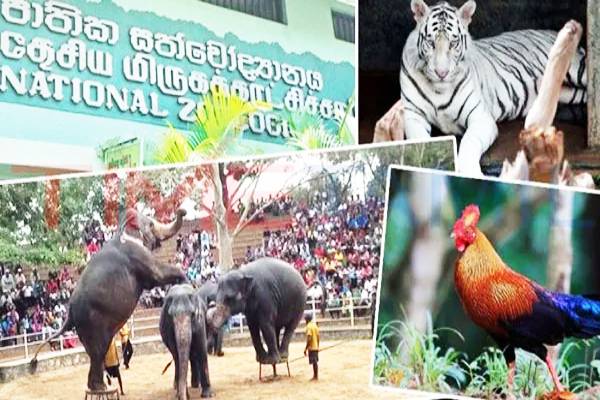 தெஹிவளை மிருகக்காட்சிசாலை விலங்குகளுக்கு நேர்ந்துள்ள துயரம் : முன்னெடுக்கப்படவுள்ள நடவடிக்கை - ஐபிசி தமிழ்