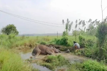 இலங்கையில் ஆறு நாட்களாக உயிருக்கு போராடி வரும் யானை