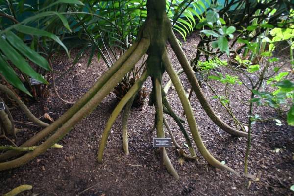 உலகிலேயே நடக்கக்கூடிய ஒரே ஒரு மரம் - இதன் சிறப்பு என்ன? | The Only Walking Tre In The World