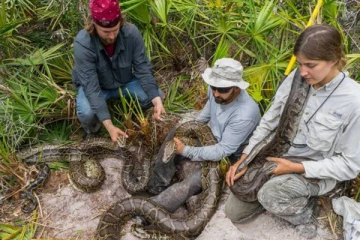 மலைப்பாம்புகளுக்கு ஜிபிஎஸ் கருவி பொருத்திய அமெரிக்கா அதிகாரிகள்!