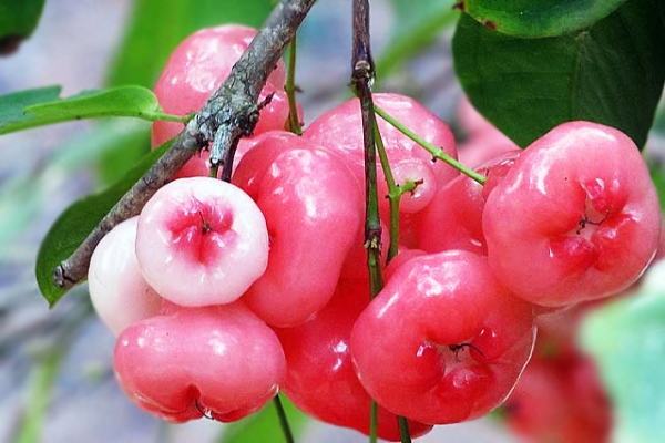 சிறுமிக்கு எமனாக மாறிய ஜம்புப் பழம்! - ஐபிசி தமிழ்