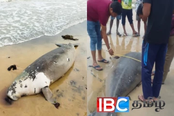 மன்னார் கடற்கரையில் கரை ஒதுங்கிய அரியவகை உயிரினம்