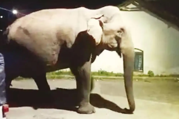 காட்டு யானையைத் தீயிட்டுக் கொன்ற கொடூரம் ; மூவர் கைது | Brutally Killing Wild Elephant Setting It On Fire காட்டு யானையைத் தீயிட்டுக் கொன்ற கொடூரம் ; மூவர் கைது | Brutally Killing Wild Elephant Setting It On Fire