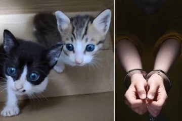 மனிதர்களைக் கொல்ல ஆசை! பூனைகளை சித்திரவதை செய்த லண்டன் சிறுவன்: அதிர்ச்சி வாக்குமூலம்!