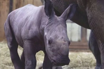 பிரான்ஸ் உயிரியல் பூங்காவில் புதிதாக பிறந்த வெள்ளை காண்டாமிருக குட்டி
