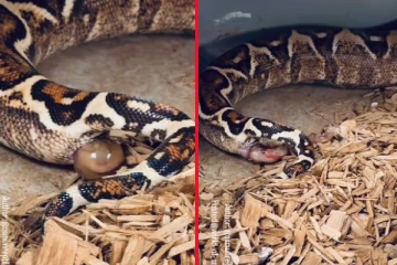 பாம்பு குட்டி ஈனுவதை பார்த்ததுண்டா? மெய்சிலிர்க்கும் வைரல் காட்சி!