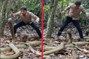 viral video: படமெடுத்து நின்ற ராஜ நாகத்திடம் சேட்டை காட்டிய நபர்... இறுதியில் என்ன நடந்தது தெரியுமா?