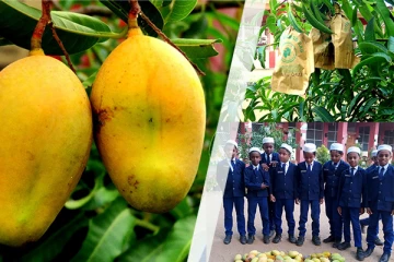 மாம்பழ உற்பத்தியில் சாதித்த பெண் அதிபர்